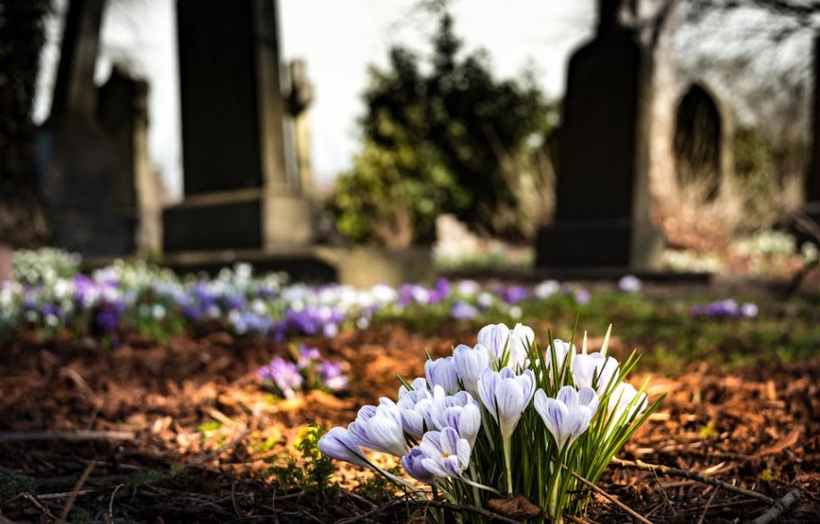 Image of flowers growing in a graveyard.
