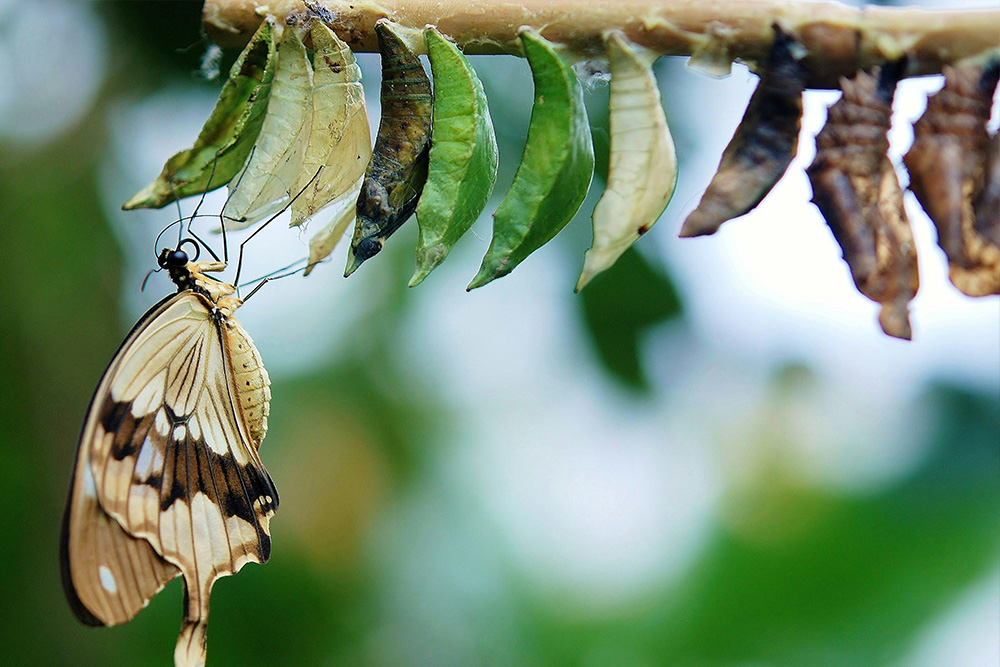 The purpose of story to reveal transformation, visualized here as a fully developed butterfly outside of a series of cocoons