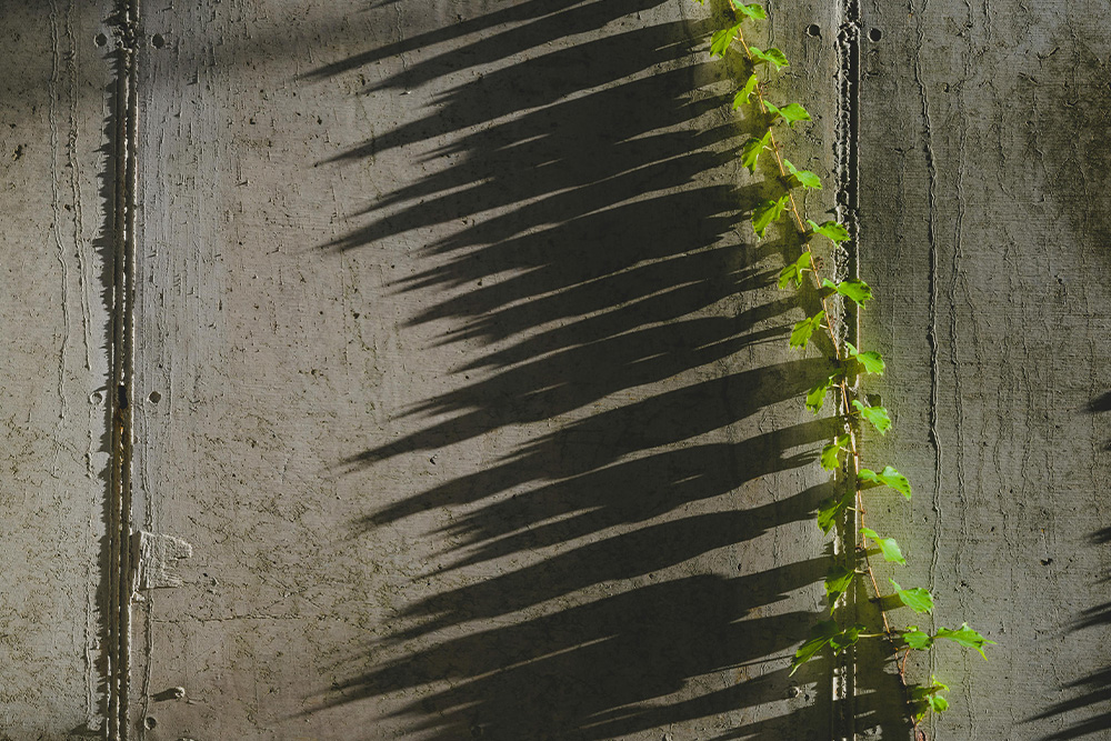 Plants growing out from concrete, a suggestion of passing a threshold of resistance into the natural world to conceive for the reader of this article what that can look like in relation to a protagonist and a visual metaphor for how this naturally occurs in the known reality.