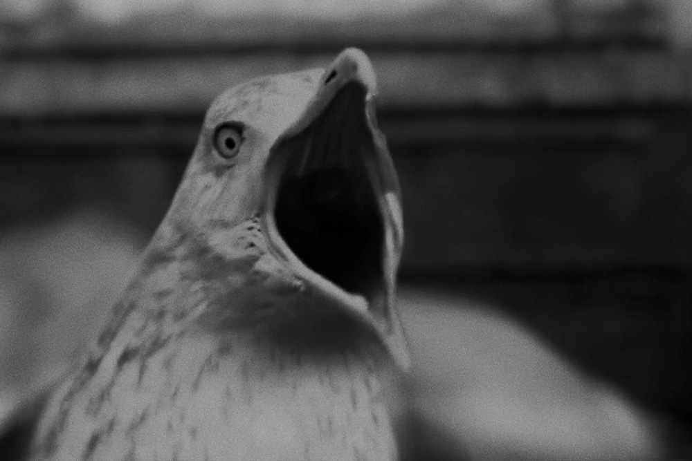 striking image of a seagull taken as a still from the feature film The Lighthouse, utilized to reference the engagement built in the audience by foreshadowing.