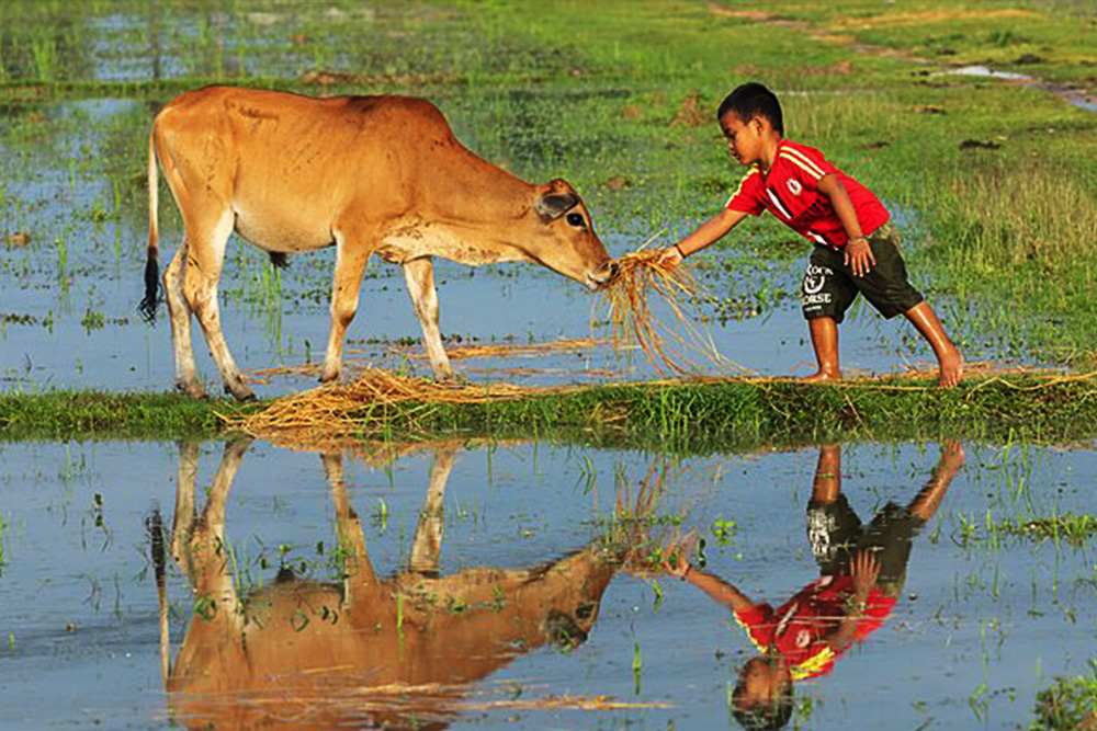 A precocious protagonist reflected in Laotian rice paddies as he feeds a mother cow at golden hour