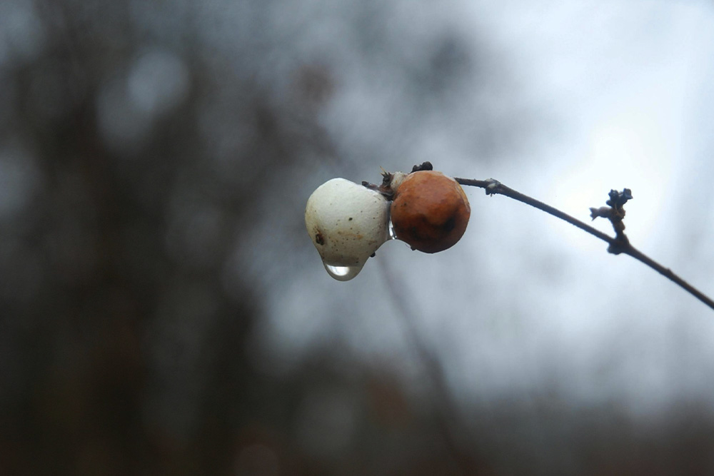 Two berries of different colors to suggest the bittersweet dichotomy in the ending of a character vs. self conflict.