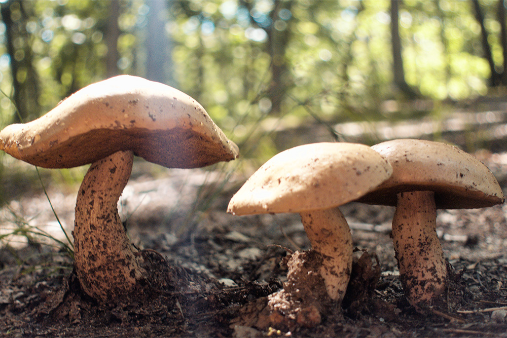 Mushrooms emerge from the ground in a set of three to illuminate the three act structure in how to outline a screenplay