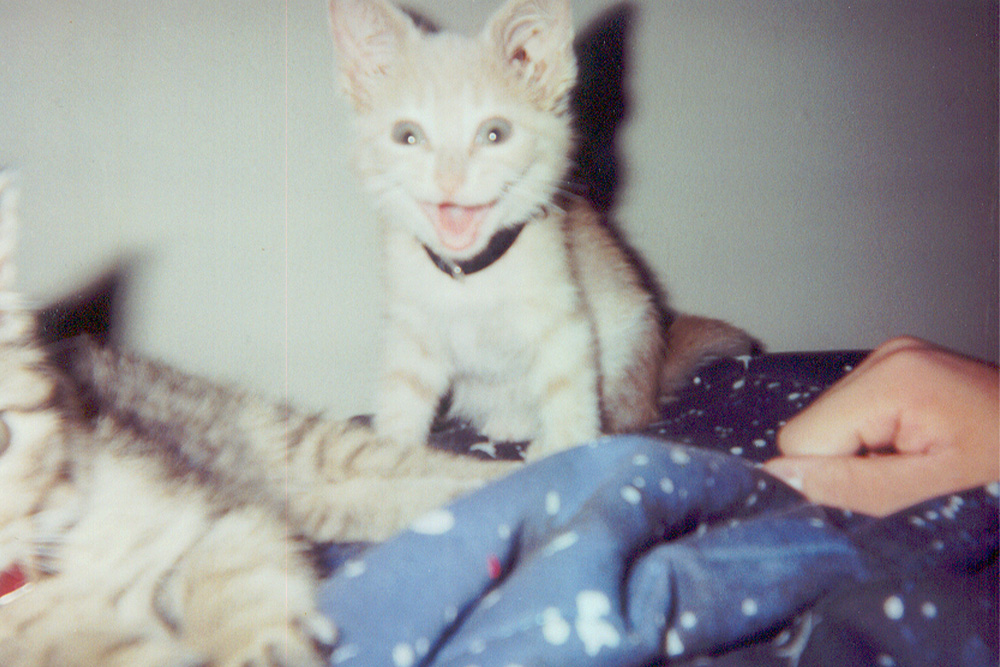 A cat looks excited as if producing a noise to offer an example of what is onomatopoeia