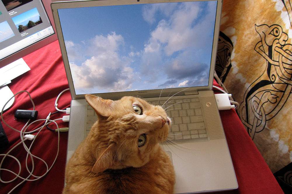 a cat with the keyboard suggests the age of writing memes going back as far as early cat memes on the internet and also innocently pokes fun at the reader