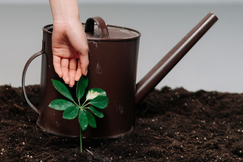 A plant that only begins to take root in fresh dirt is a visual congruent for how memoir ideas take hold from being mere experiences to becoming full stories