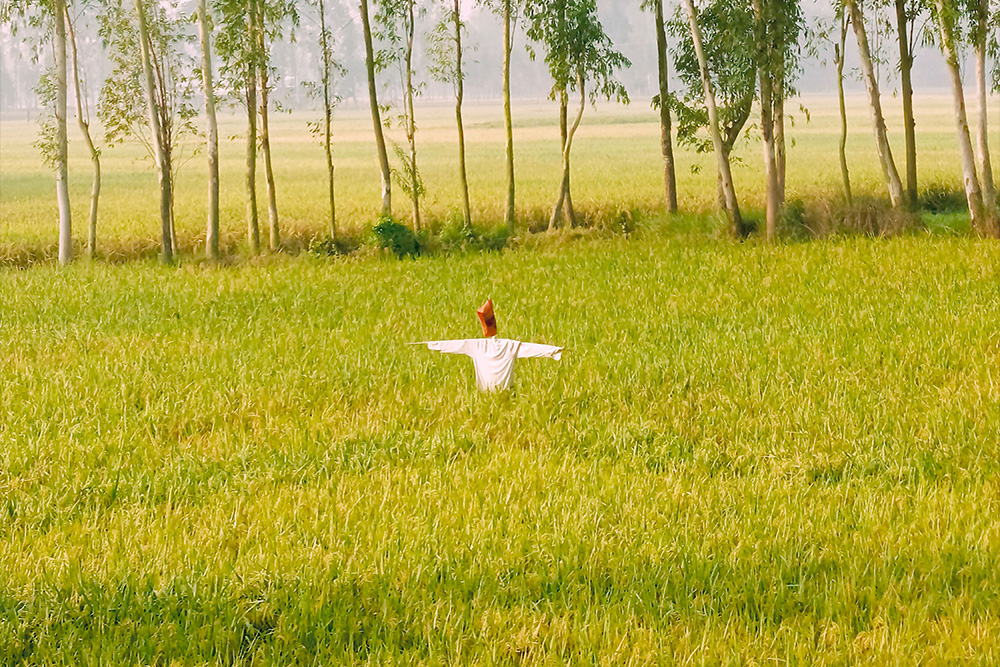 A strawman sits in a lush field of tranquility, suggesting a lack of plot or controlling idea to challenge them