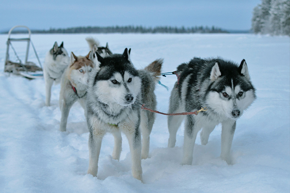 Dogs pulling a sled are stalled for a picture to suggest how to know if descriptive adjectives are pulling their weight