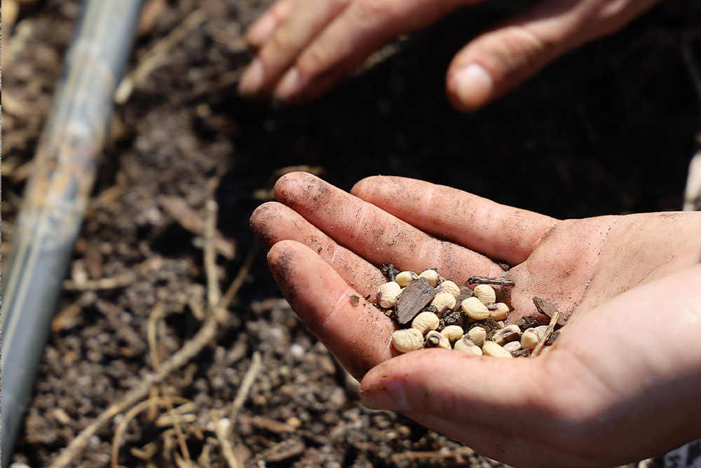 Seeds about to be planted represent story structure being prepared to make itself into a novel