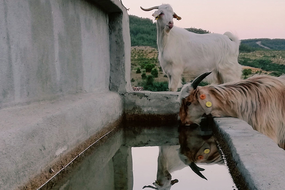 Two goats are seen in their reflection as they drink water to suggest that the scapegoat is a mirror to a community