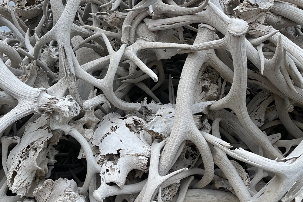 A pile of bones lives together in an assortment of mess to suggest that developmental book editing as a process to make real sense of the story