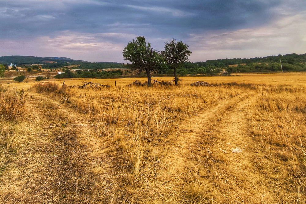 Two paths in a golden field suggest that there is no one road to take in asking the question how much does it cost to publish a book?