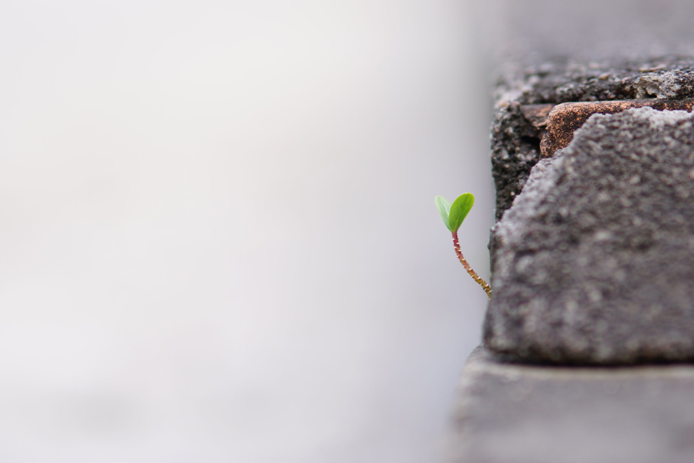 A plant grows from the stone to suggest that personal growth will offer you reprieve and life from the toil or coldness that troubles you