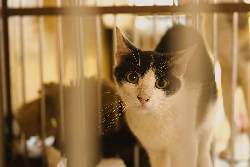 A curious cat looking out from a cage to suggest that writing rules are designed to empower writers and not trap them