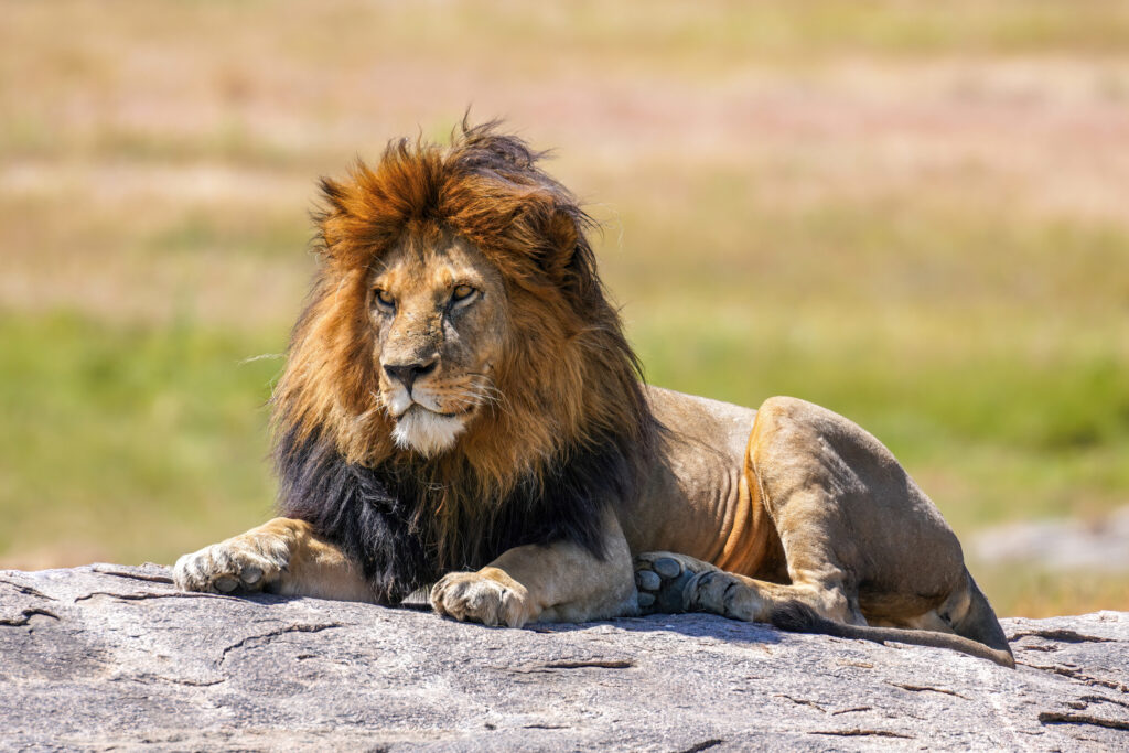 A lion in the Serengeti depicted here to convey a visual of the ruler archetype as naturally alluded in folk story