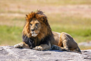 A lion in the Serengeti depicted here to convey a visual of the ruler archetype as naturally alluded in folk story