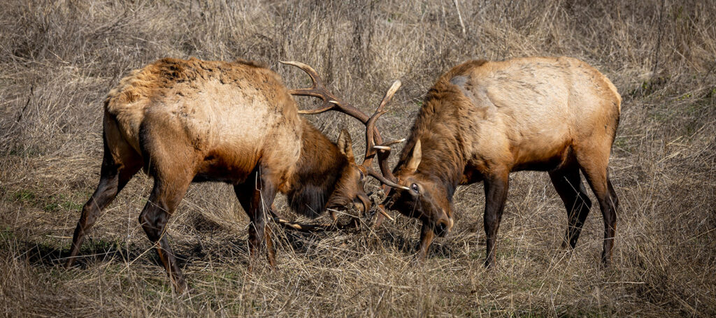 Picture of two animals with antlers locked with one another as an example of conflict in examples of fiction