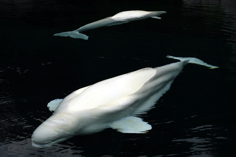 A white whale representing Moby Dick, an example on our guide to learning how to introduce a character.