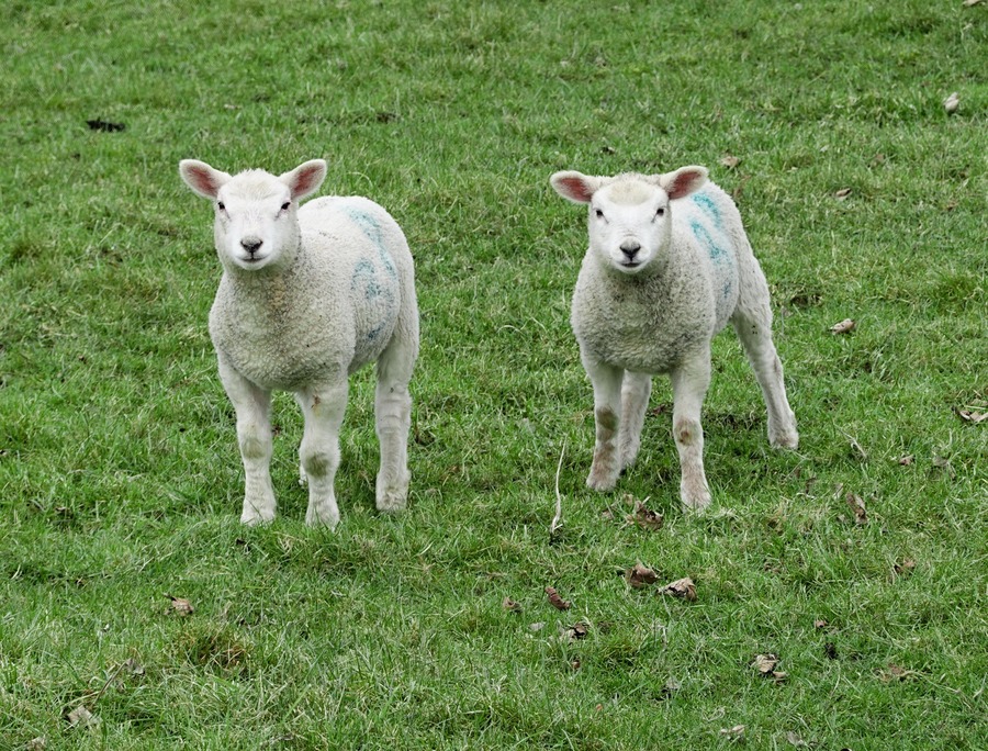Two lambs representing the Silence of the Lambs, an example on our guide on how to introduce a character.